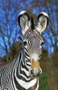 Grevy`s Zebra, equus grevyi, Portrait, Samburu park in Kenya Royalty Free Stock Photo