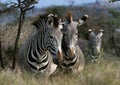 GREVY`S ZEBRA equus grevyi, SAMBURU PARK IN KENYA Royalty Free Stock Photo