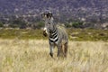 Grevy`s Zebra, equus grevyi, Samburu Park in Kenya Royalty Free Stock Photo