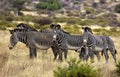 Grevy`s Zebra, equus grevyi, Samburu Park in Kenya Royalty Free Stock Photo