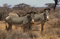 Grevy`s Zebra, equus grevyi, Samburu park in Kenya Royalty Free Stock Photo