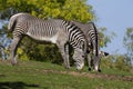 ZEBRE DE GREVY equus grevyi Royalty Free Stock Photo