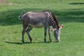 Grevy`s zebra feeding Royalty Free Stock Photo