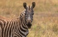 Head shot wildlife animal portrait of a single zebra, Copy Space Royalty Free Stock Photo