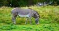 Grevy`s zebra grazing on grass Royalty Free Stock Photo