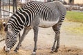 Grevy`s Zebra is grazing on the grass i Royalty Free Stock Photo