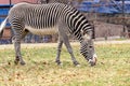 Grevy`s Zebra is grazing on the grass i