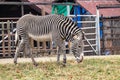 Grevy`s Zebra is grazing on the grass i Royalty Free Stock Photo