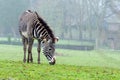 Grevy`s Zebra Royalty Free Stock Photo