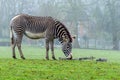 Grevy`s Zebra