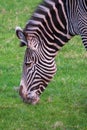 Grevy`s zebra, lat Equus grevyi, also known as the imperial zebra eats green grass Royalty Free Stock Photo