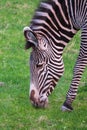 Grevy`s zebra, lat Equus grevyi, also known as the imperial zebra eats green grass Royalty Free Stock Photo