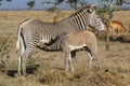 A Grevy`s zebra mare nursing her foal