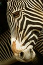 Grevy& x27;s zebra portrait, black and white striped Royalty Free Stock Photo