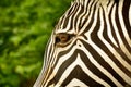 Grevy&#x27;s Zebra Portrait, Black And White Striped