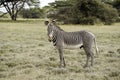 Grevy`s zebra, Samburu, Kenya Royalty Free Stock Photo