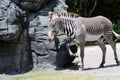 Grevy's Zebra scratching Royalty Free Stock Photo