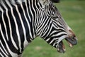 Grevy's Zebra side profile