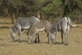 Grevy`s zebras grazing, Samburu, Kenya