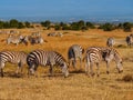 Grevy`s zebras in Maasai Mara reserve, Kenya Royalty Free Stock Photo