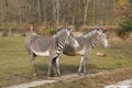 GrevyÃÂ´s zebras