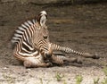 Grevy Zebra