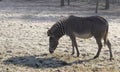 Grevy Zebra