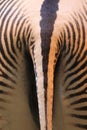 Grevy zebra Royalty Free Stock Photo