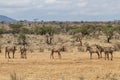 Grevy zebra in Samburu National Park Royalty Free Stock Photo