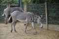 Grevy zebra (Equus grevyi) in the Frankfurt zoo