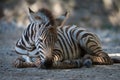 Grevy zebra foal lying in dappled sunlight Royalty Free Stock Photo