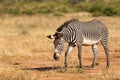 A Grevy Zebra is grazing in the countryside of Samburu in Kenya Royalty Free Stock Photo