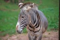 Grevy zebra. Nature Park Cabarceno, Cantabria