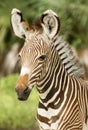 Grevy Zebra Profile Royalty Free Stock Photo