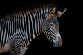 Grevy zebra in profile looking at camera