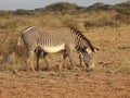 Grevy Zebra