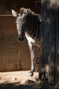 Grevy zebra standing by sunny barn door