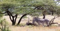 Grevy zebra standing under the tree in the Samburu National park Royalty Free Stock Photo