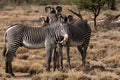 Grevy zebras, Equus grevy captured standing behind each other in a national reserve in Kenya