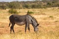 Grevy zebras are grazing in the countryside of Samburu in Kenya