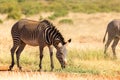 Grevy zebras are grazing in the countryside of Samburu in Kenya