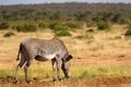 Grevy zebras are grazing in the countryside of Samburu in Kenya