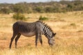 Grevy zebras are grazing in the countryside of Samburu in Kenya