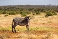 Grevy zebras are grazing in the countryside of Samburu in Kenya Royalty Free Stock Photo