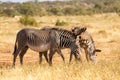 Grevy zebras are grazing in the countryside of Samburu in Kenya Royalty Free Stock Photo