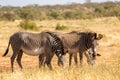 Grevy zebras are grazing in the countryside of Samburu in Kenya Royalty Free Stock Photo