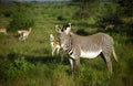 Grevy zebras, Samburu Game Reserve, Kenya Royalty Free Stock Photo