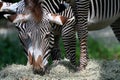 Grevys zebra with beautiful white stripes in the park