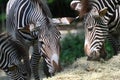 Grevys zebra with beautiful white stripes in the park