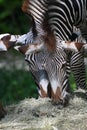 Grevys zebra with beautiful white stripes in the park